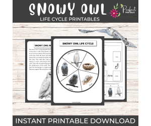Life Cycle of a Snowy Owl Worksheet- Winter Animal Science Unit Study