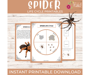 Life Cycle of a Spider | Spider Life Cycle With Cut & Paste Activities