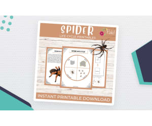Life Cycle of a Spider | Spider Life Cycle With Cut & Paste Activities