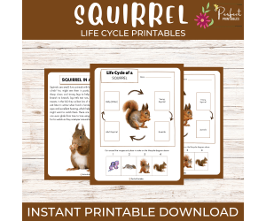 Life Cycle of a Squirrel Worksheet- Animal Science Unit Study