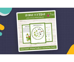 Life Cycle of a Venus Flytrap Worksheet- Plant Science Unit Study