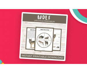 Life Cycle of a Wolf – Animal Science Unit