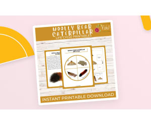 Life Cycle of a Woolly Bear Caterpillar Worksheet - Insect Science