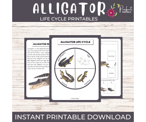 Life Cycle of an Alligator | Large Reptiles Unit Study With Fun Facts!
