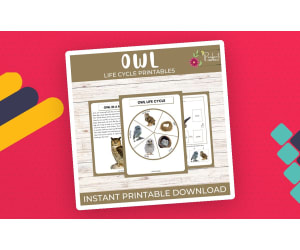 Life Cycle of an Owl | Wildlife/Birds Unit Study With Fun Facts!