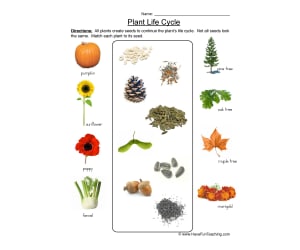 Life Cycle of Plants Matching Worksheet