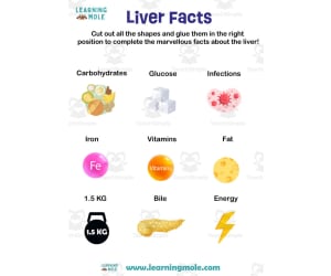 Liver Activity