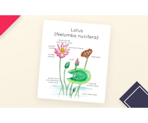Lotus Plant Anatomy Printable Poster