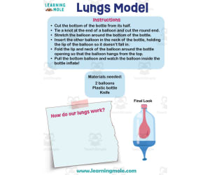 Lungs Model Activity