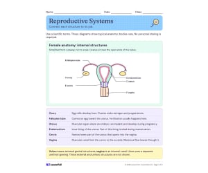 Male & Female Reproductive Systems – Health Unit
