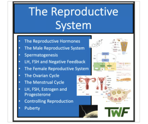 Male and Female Reproductive Systems - Senior Biology lesson