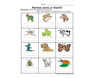 Mammal Insect Reptile Worksheet