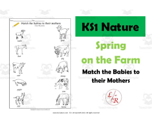 Match Baby Farm Animals to their Mothers