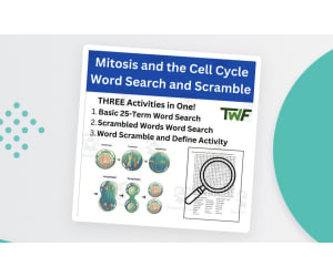 Mitosis and the Cell Cycle Word Search and Scramble Activity