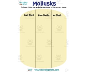 Mollusks Activity