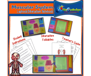 Muscular System Lapbook / Interactive Notebook - EBOOK