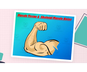 Muscular System PowerPoint Presentation