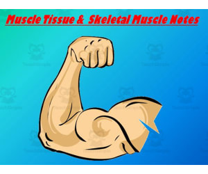 Muscular System PowerPoint Presentation