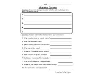 Muscular System Research Worksheet