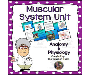 Muscular System Unit