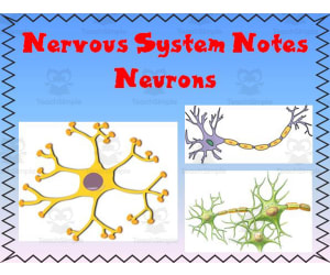 Nervous System | Neurons PowerPoint Presentation