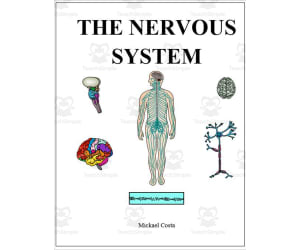 Nervous system
