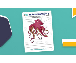 Octopus Activity