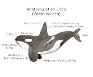 Orca Anatomy Printable Poster