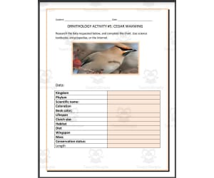 Ornithology: Cedar Waxwing - Research Project