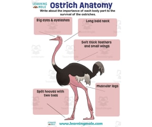 Ostrich Activity