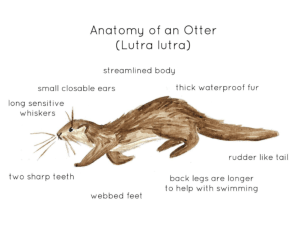 Otter Anatomy Printable Poster