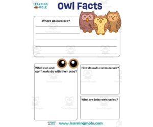Owl Activity