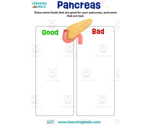 Pancreas Activity