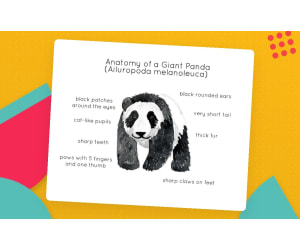 Panda Anatomy Poster – Watercolor Print
