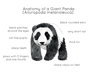 Panda Anatomy Printable Poster