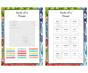 Parts of a Flower word search, scramble and crossword puzzle activity