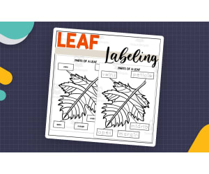 Parts of a Leaf: Labeling a Leaf