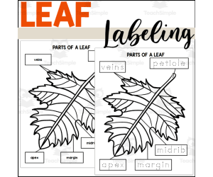 Parts of a Leaf: Labeling a Leaf