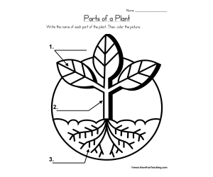 Parts of a Plant Worksheet