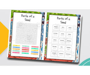 Parts of a Seed word search, scramble and crossword