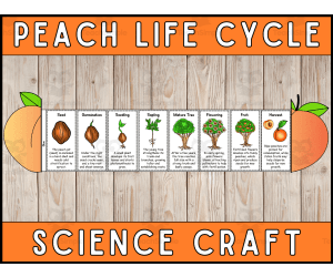 Peach Life Cycle Craft Foldable Science Cut and Paste Activity