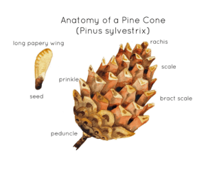 Pine Cone Anatomy Interactive Printable Poster