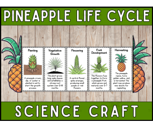 Pineapple Life Cycle Craft Foldable Science Cut and Paste Activity
