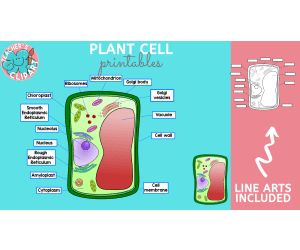 Plant and Animal Cell