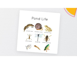 Pond Life Animal Flashcards – Nature Vocabulary Set