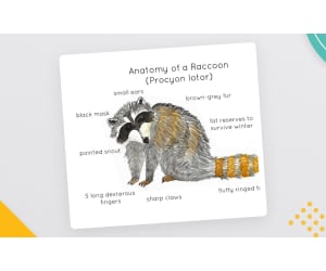 Raccoon Anatomy Poster – Watercolor Life Cycle