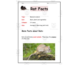 Rats Worksheet Set