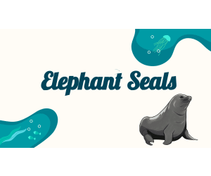 Reading Comprehension Nonfiction Set 1 Sample: Elephant Seals (Slides)