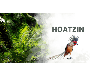 Reading Comprehension Nonfiction Set 2 Sample: Hoatzin (Slides)