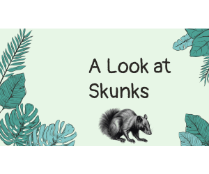 Reading Comprehension Nonfiction Set 3 Sample: A Look at Skunks (PPT)